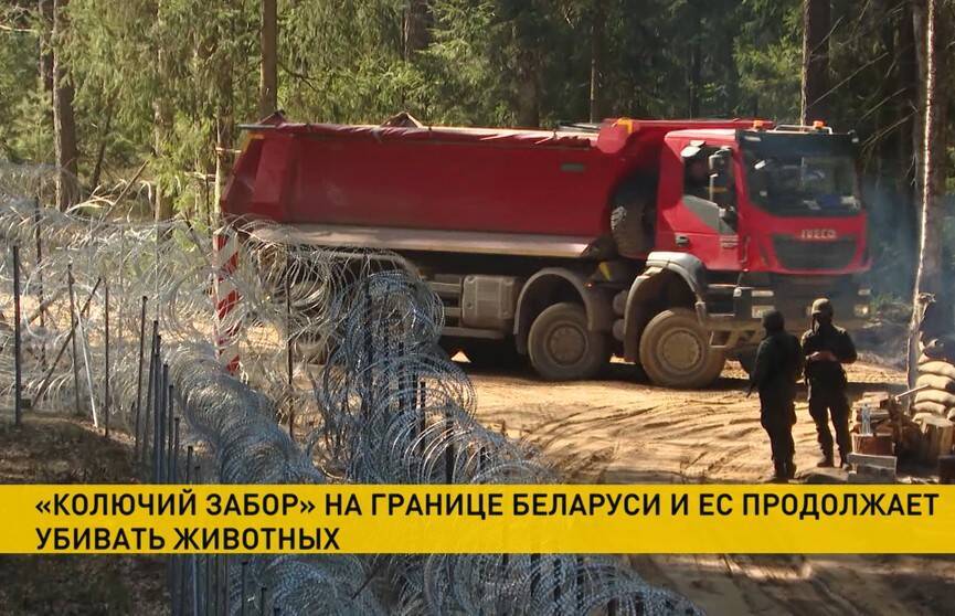 Забор на границе Беларуси и ЕС: произошла третья смерть животного