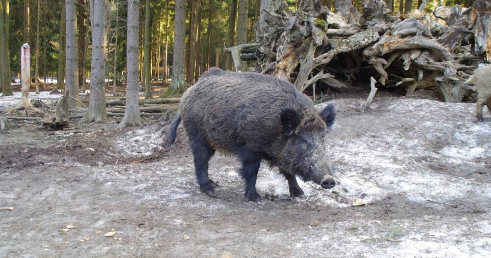 "Ни одна свинья не заслуживает такого": в Баварии "депутинизировали" дикого кабана