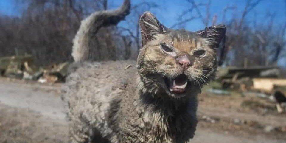 Его зовут Феникс. Обгоревший кот из Андреевки, чье фото облетело мир, нашел новый дом