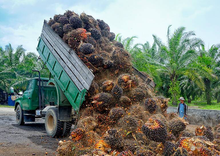 Индонезия вводит запрет на экспорт пальмового масла. Продукты подорожают еще сильнее