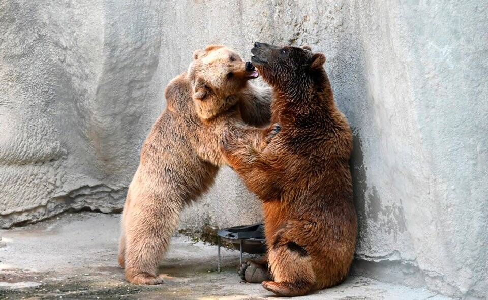 Медведь Зузу, ставший звездой после инцидента с девочкой в Ташкентском зоопарке, провел первое свидание со своей будущей супругой. Фото