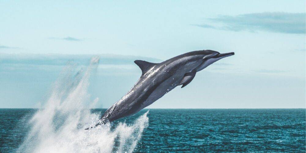 Из-за российских военных кораблей у берегов Одесской области массово гибнут дельфины