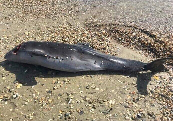 В Черном море из-за российских военных гибнут Дельфины