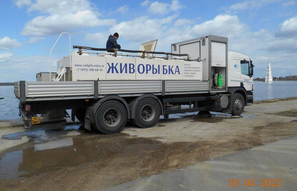 В Угличское водохранилище в Тверской области выпустили 405 тысяч мальков стерляди