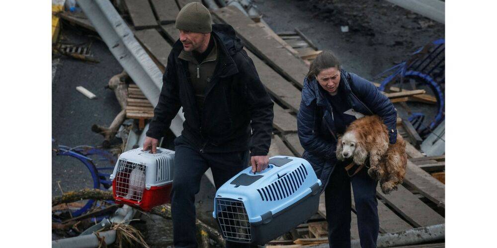Наши котики. Как брошенные и раненые домашние животные помогают украинцам оставаться людьми