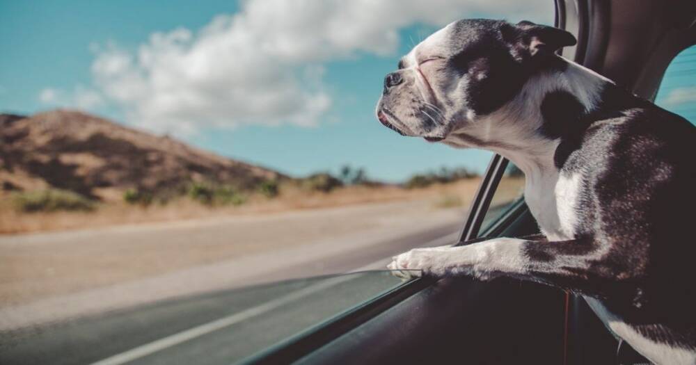 Ученые рассказали, почему собаки высовывают голову из машины