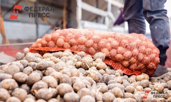 Урал сможет отказаться от импорта элитного картофеля