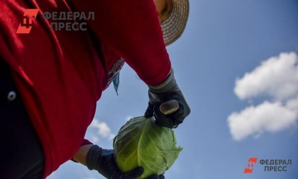 В Башкирии причиной подорожания капусты посчитали неурожай