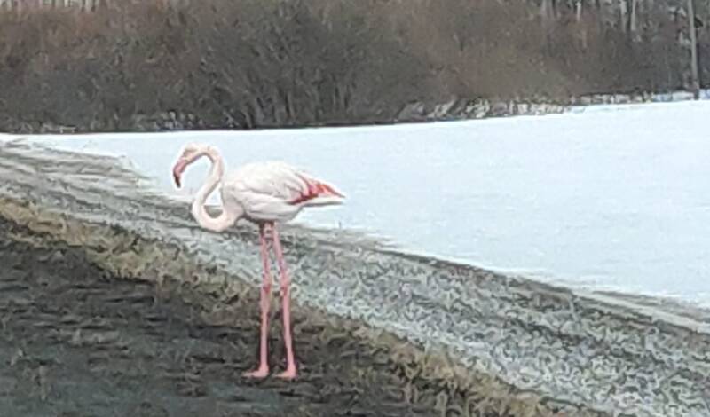 Около Тюмени в районе Велижанского тракта появился розовый фламинго