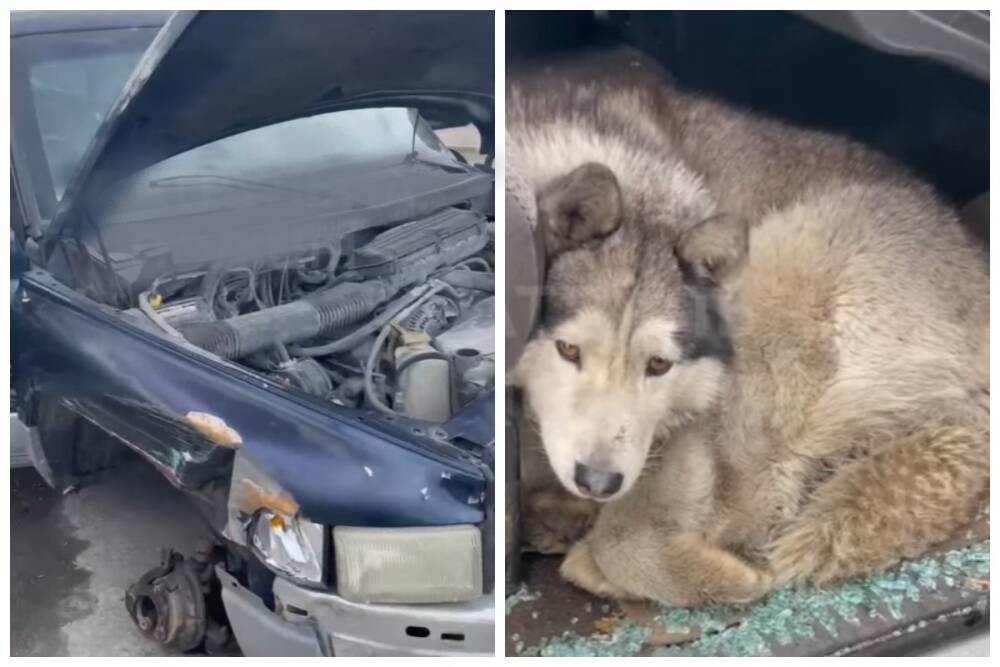 История из Бучи со счастливым концом: патрульный спас собаку, которая пряталась в брошенном авто