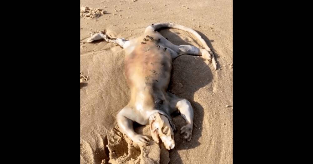 Похоже на инопланетянина. В Австралии на берег вынесло тело неизвестного существа (фото)