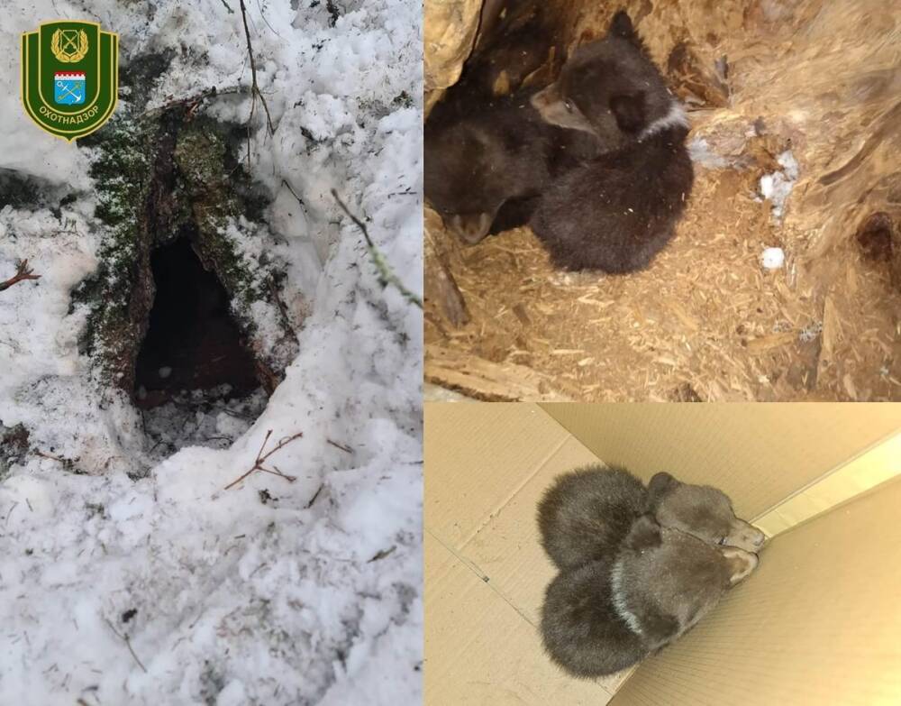 В Центр спасения медвежат-сирот в Тверской области доставили еще двух брошенных медведицей малышей