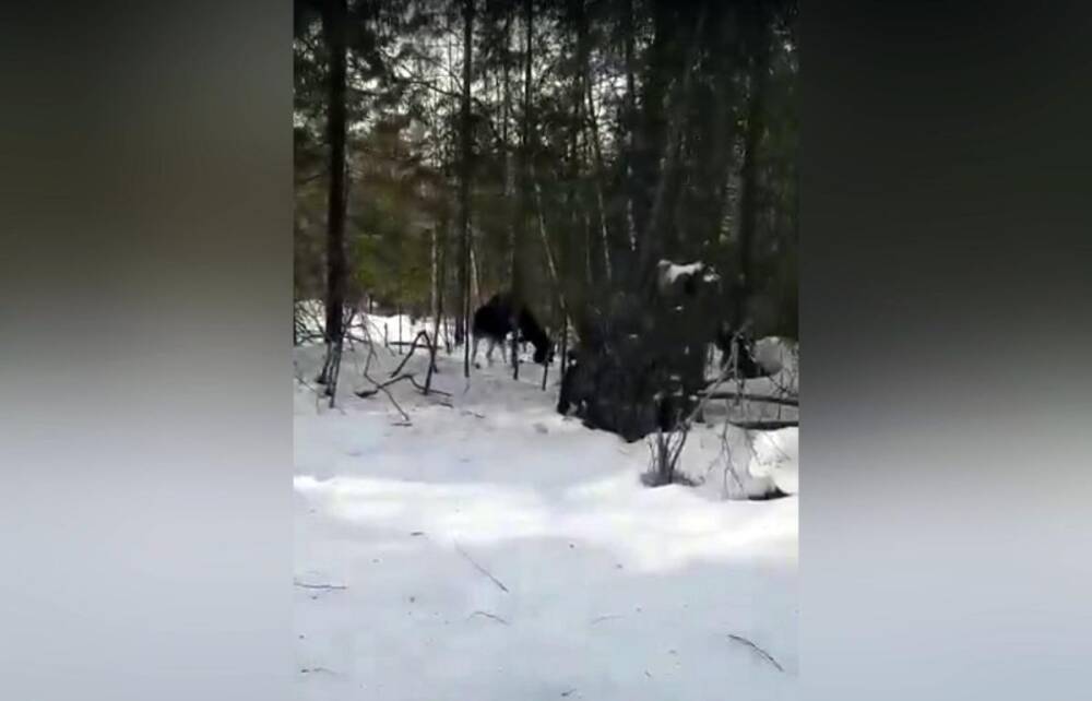 В Тверской области люди спугнули голодного медведя, напавшего на лося
