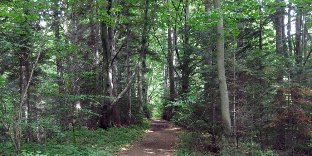 Во Львовской области разрешили пешком посещать лес