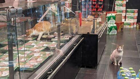 Покупатель возмущен: коты едят мясо прямо с витрины в супермаркете AM: PM в Тель-Авиве