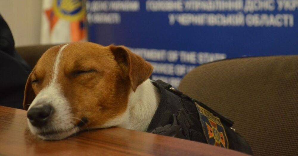 Птушкин встретился с самым узнаваемым псом Украины (фото)