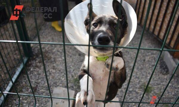 На Среднем Урале назвали места новых собачьих приютов
