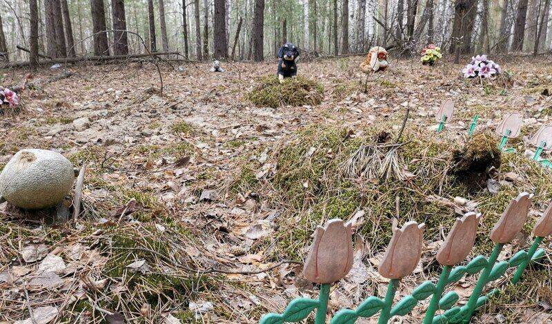 В Тюменском районе дачники организовали нелегальное кладбище домашних животных