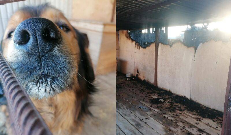 В Тюмени соседи спасли собак от пожара, который уничтожил четыре здания