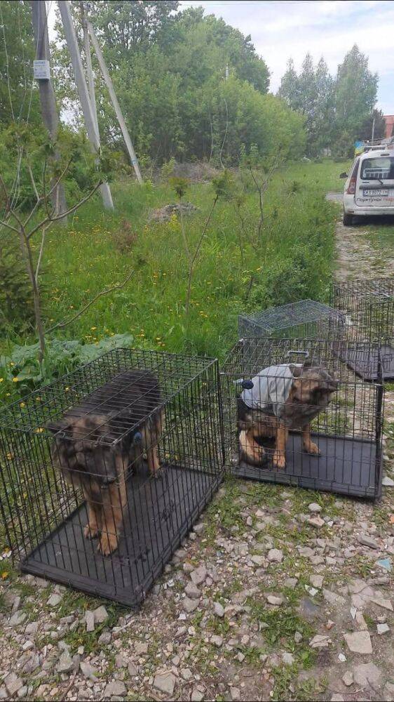 Из освобожденного села Черкасские Тишки эвакуировали почти 60 животных (фото)