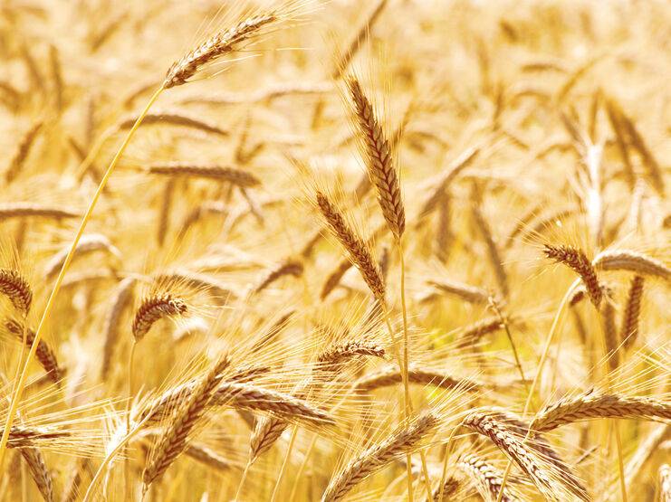 Россия украла в Украине около 400 тыс. тонн зерна – комитет Рады