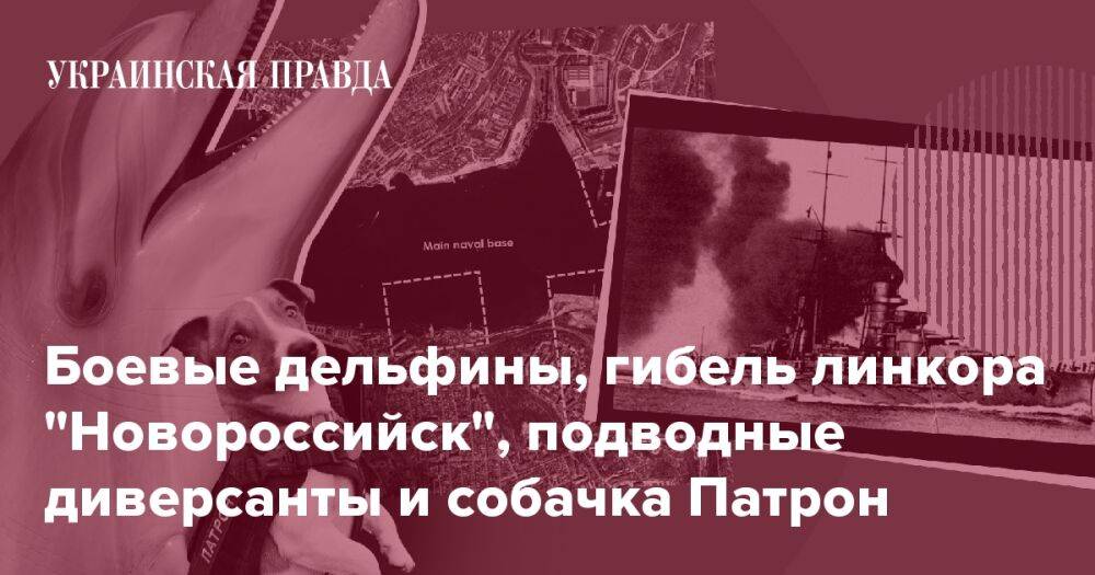 Боевые дельфины, гибель линкора "Новороссийск", подводные диверсанты и собачка Патрон