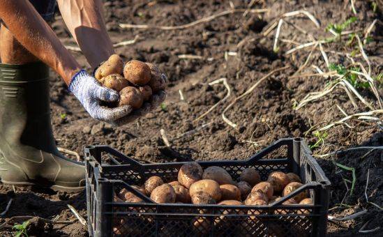 Производители картофеля готовятся к протестам
