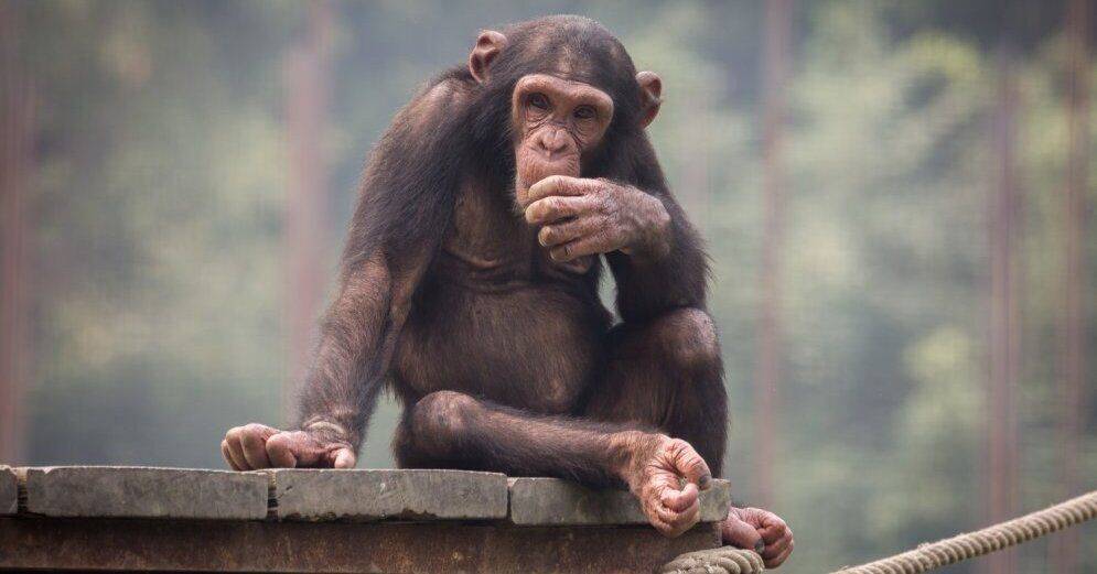 Оспа обезьян: в США, Канаде, Австралии и Европе расследуются новые случаи заболевания