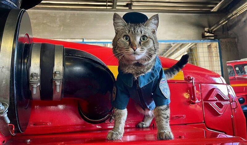 Тюменский кот-пожарный стал героем передачи на Первом канале