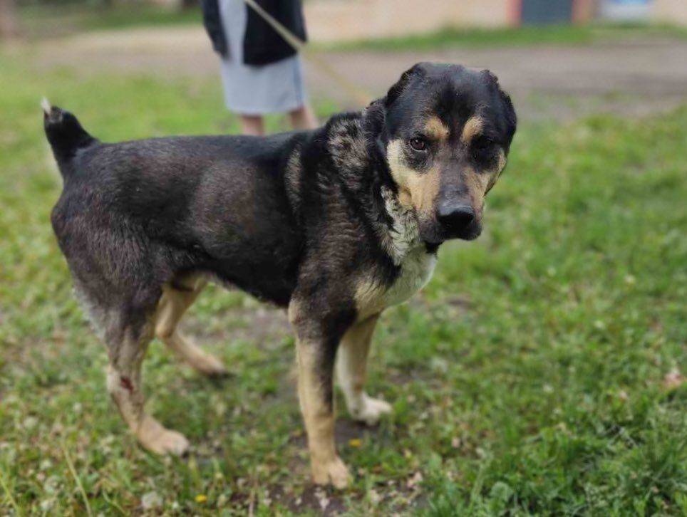 Украинские защитники спасали раненого осколками пса в прифронтовом поселке на Харьковщине