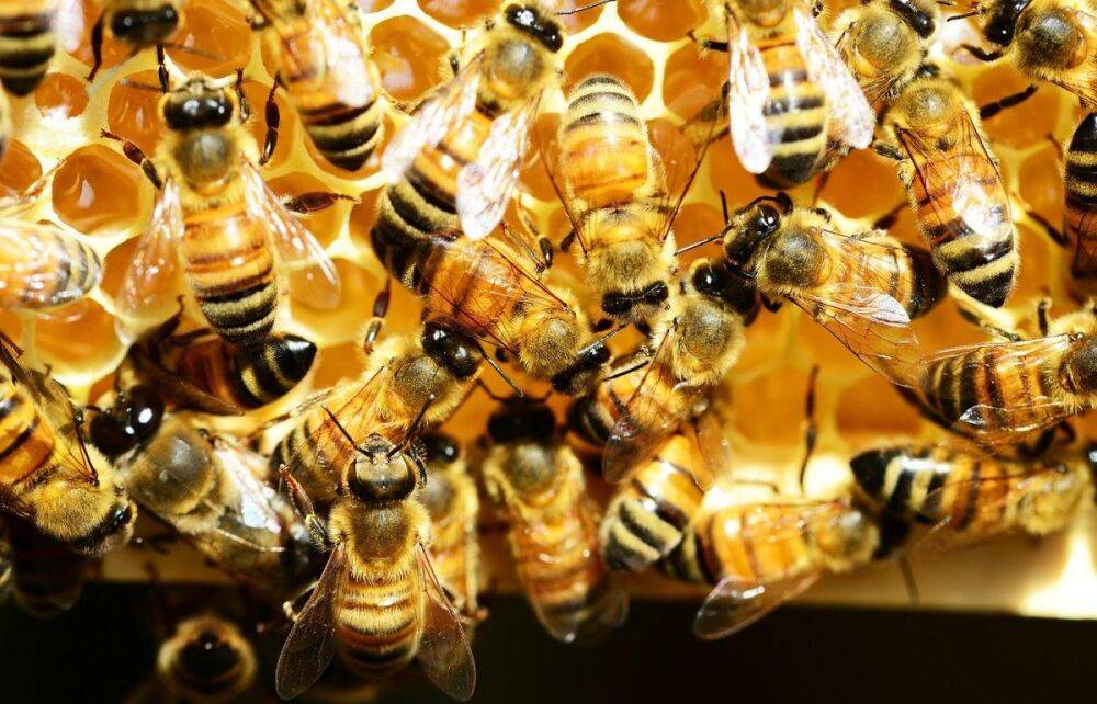 На пасеках в двух районах Тверской области у пчел выявили опасную болезнь