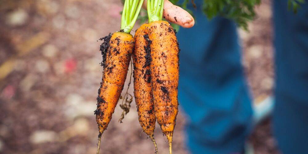 Стоит попробовать. 14 овощей, которые легко вырастить своими руками