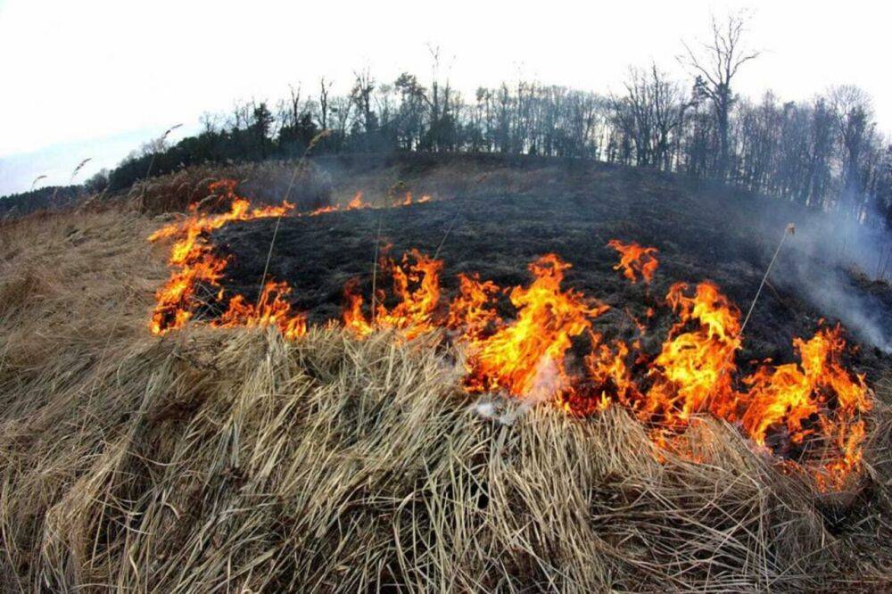 В Тверской области выявили пожароопасный гектар земли