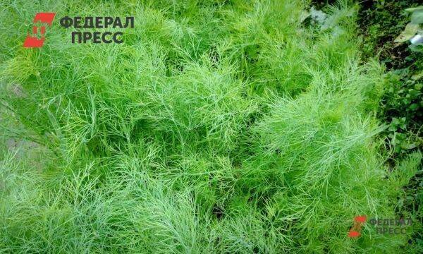 В Ленобласти построили ферму по выращиванию клубники и зелени за 300 млн рублей