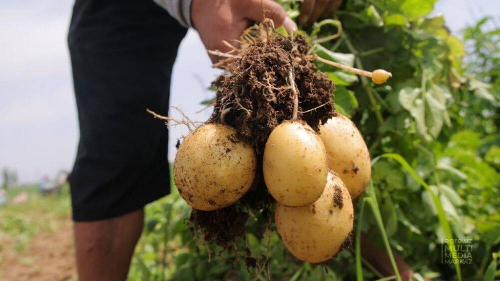 В Узбекистане в этом году планируется вырастить 4,1 млн тонн картофеля. Это позволит стабилизировать рост цен и удовлетворить внутренний спрос