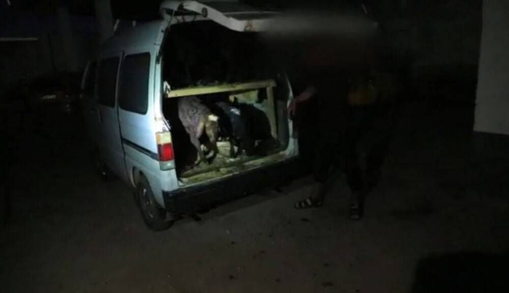 В Навои водитель пытался перевезти в "Дамасе" 29 баранов. Видео