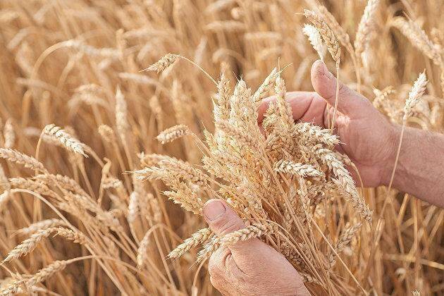 Сенатор Клишас: оплату экспортных поставок зерна и удобрений следует перевести на рубли