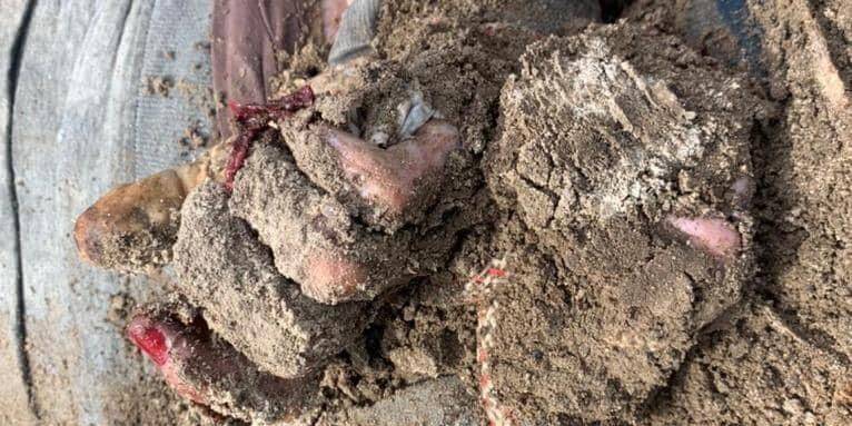 Сорванные ногти и связанные руки. В Киевской области обнаружено еще одно захоронение двух гражданских — Подоляк