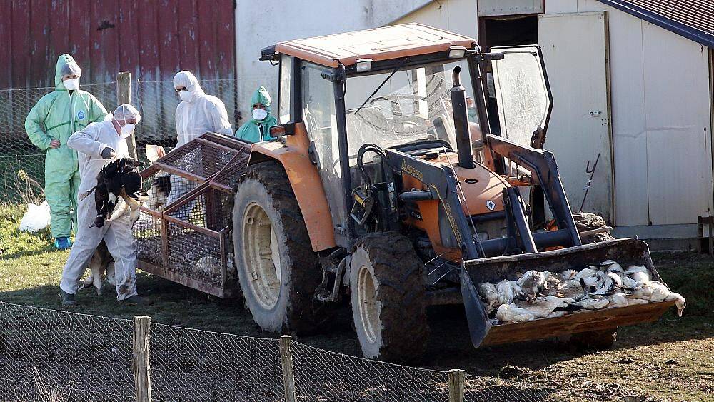 Во Франции забили 16 млн птиц из-за птичьего гриппа