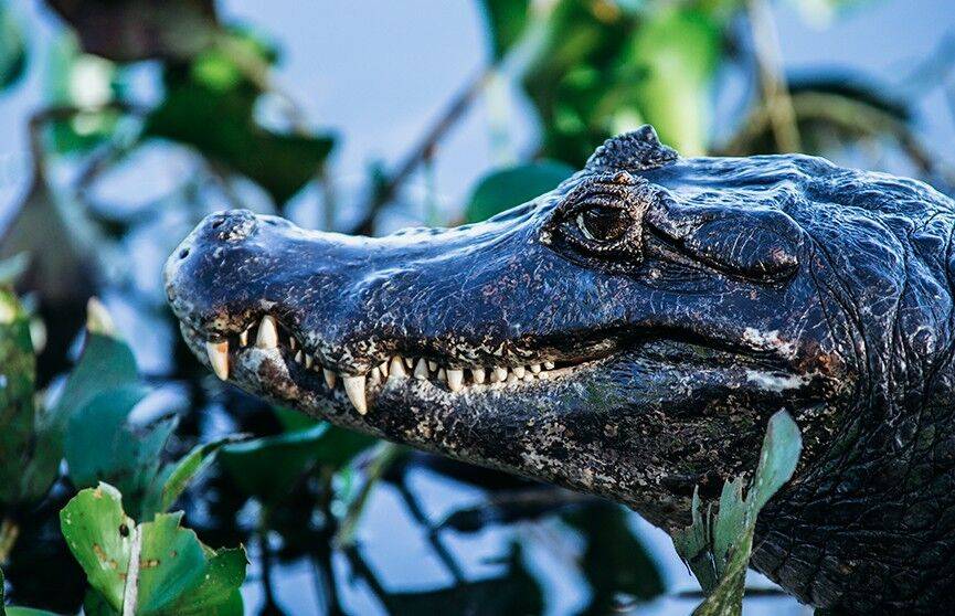 Крокодил убил 13-летнюю девочку, мывшую посуду в реке