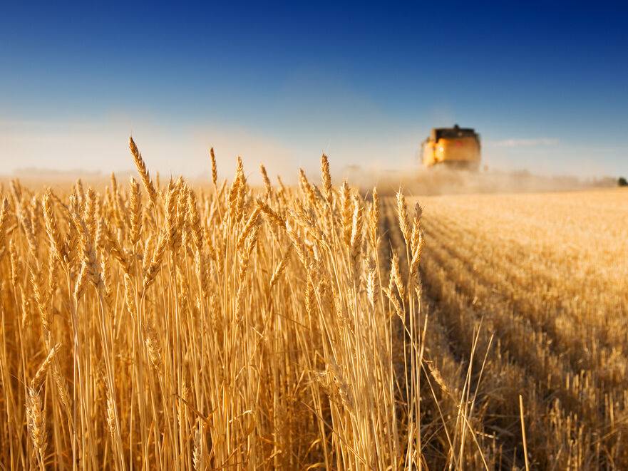 Россияне украли почти 0,5 млн тонн зерна с оккупированных территорий