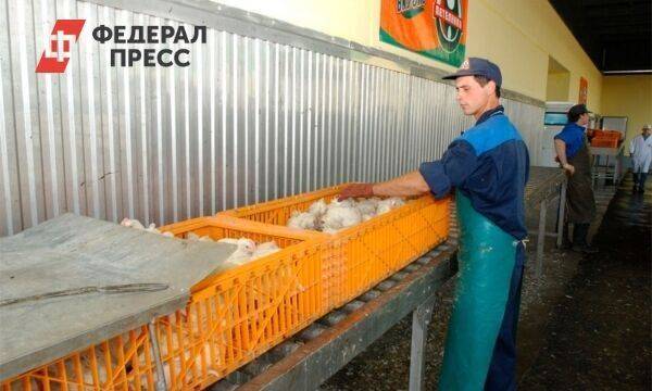 Когда заработает Русско-Высоцкая птицефабрика в Ленобласти