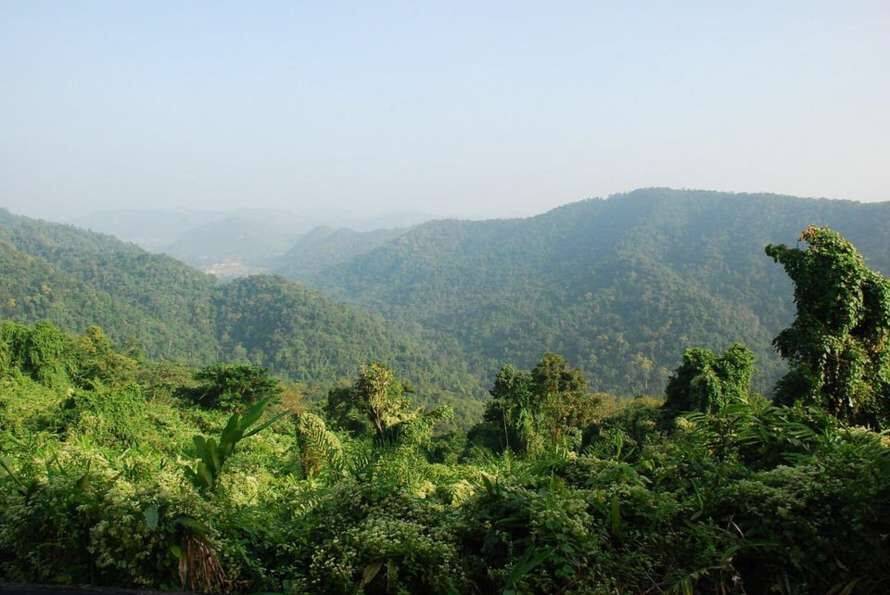 Археологи обнаружили лес возрастом 4 миллиона лет с самыми высокими деревьями в мире (Фото)