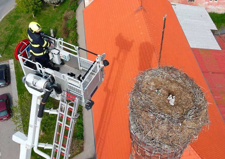 В Чехии пожарные спасли птенцов аиста, у которых погиб отец