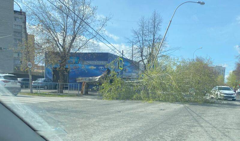 В Тюмени на улице Льва Толстого дерево свалилось на дорогу
