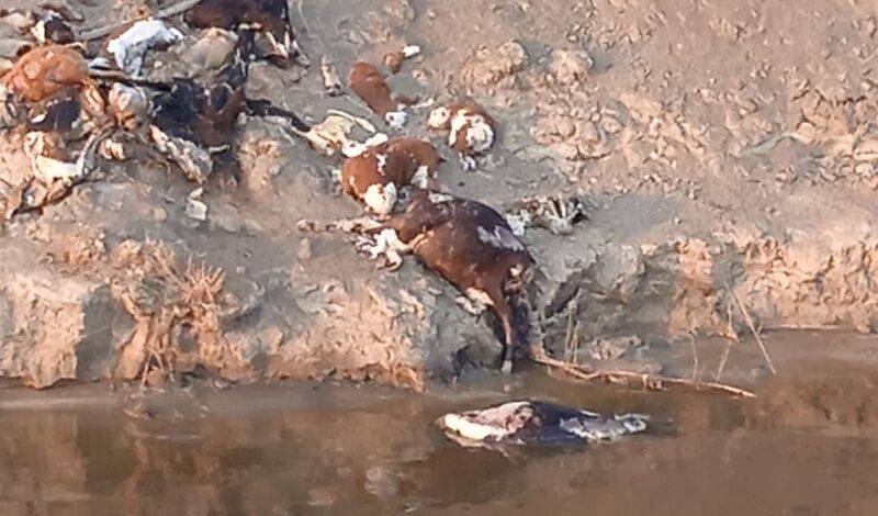 На берегу реки Тобол обнаружили трупы крупного рогатого скота