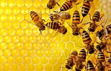 Биологи научили пчел различать четные и нечетные числа