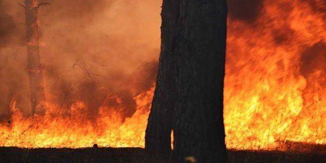 «Людям грозит смерть». Российские оккупанты не дают погасить лесные пожары в Херсонской области
