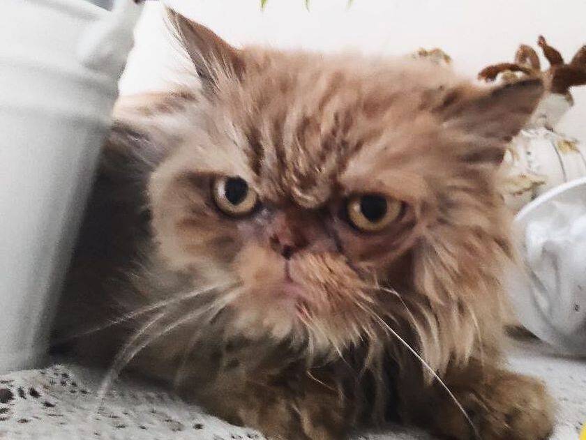 "Это цинично". У спасенной в Бородянке кошки появилась страница в Instagram, новое имя и объявились прежние хозяева, которые хотят ее вернуть