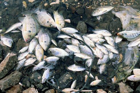 Житель Бат-Яма заразился смертельно опасным микробом из-за рыбы мушт